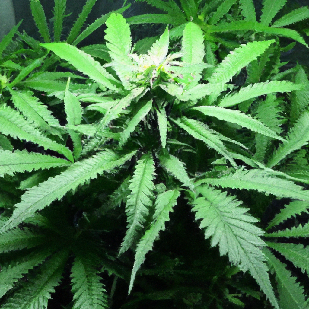 Secrets to Successful Cannabis Cloning