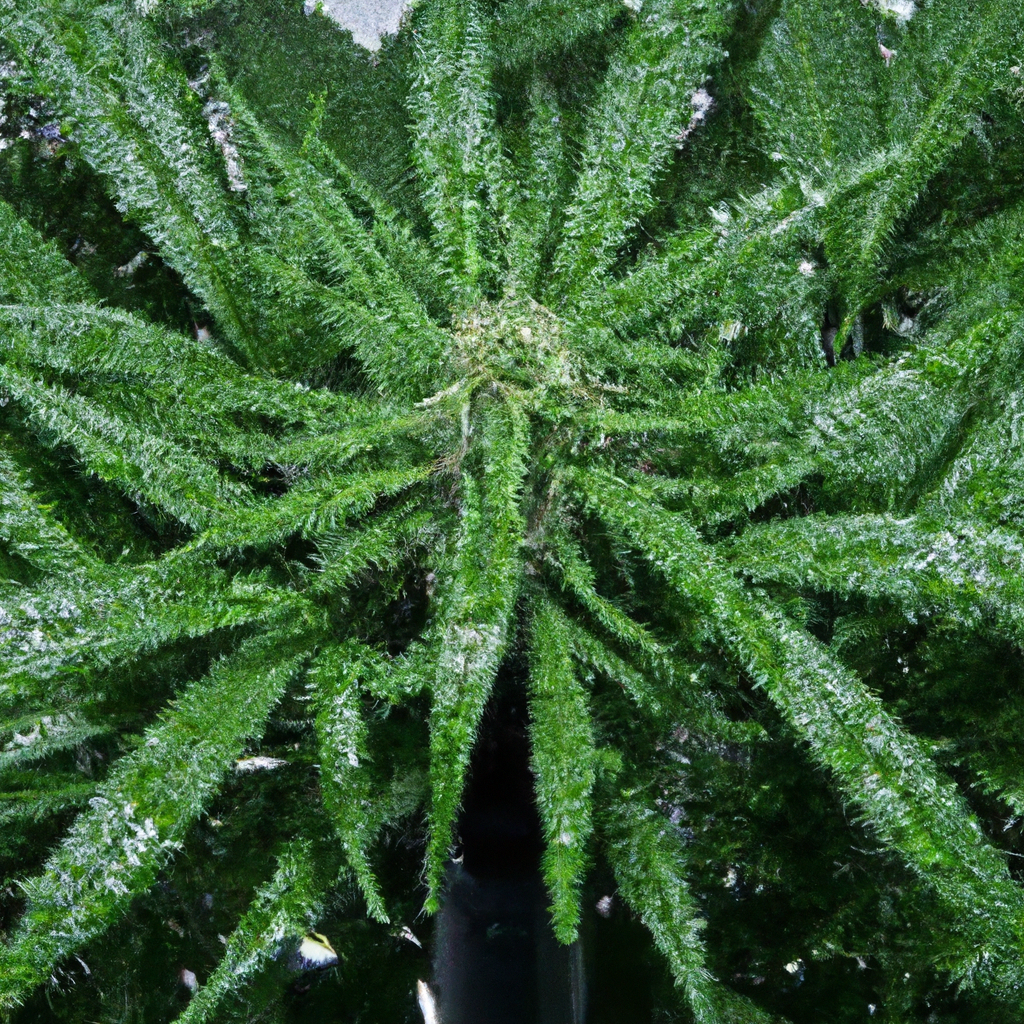 Mastering Cannabis Watering: Tips for Healthy Growth