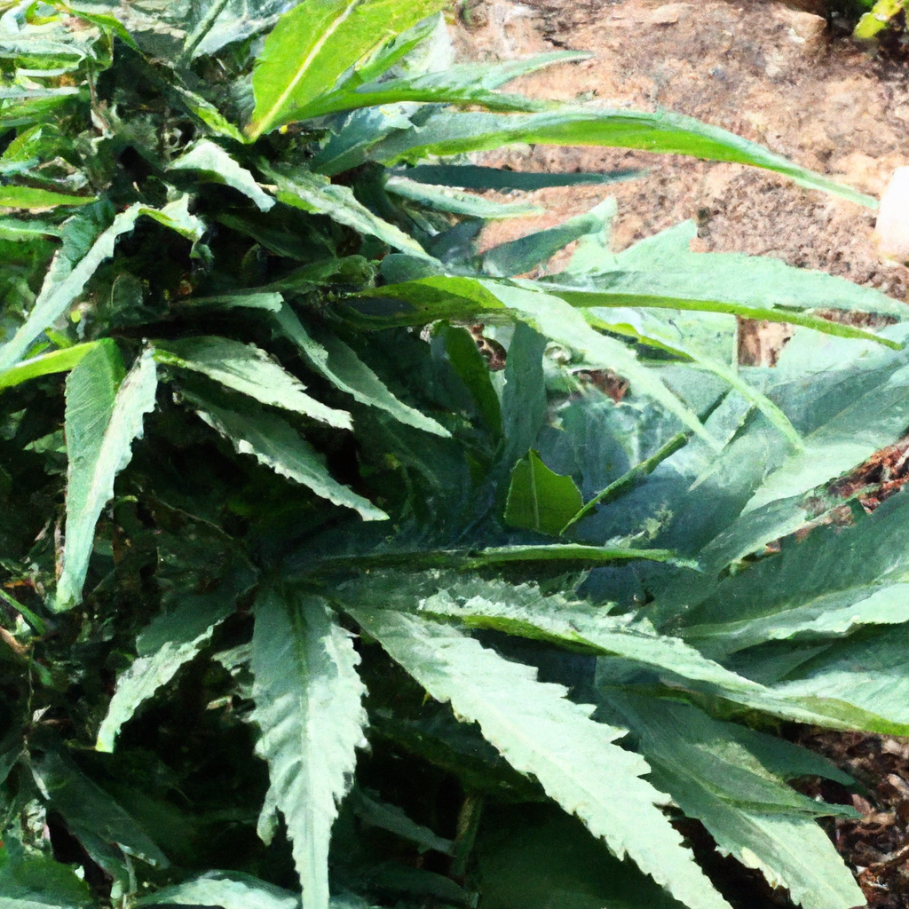 The Benefits of Organic Cannabis Cultivation