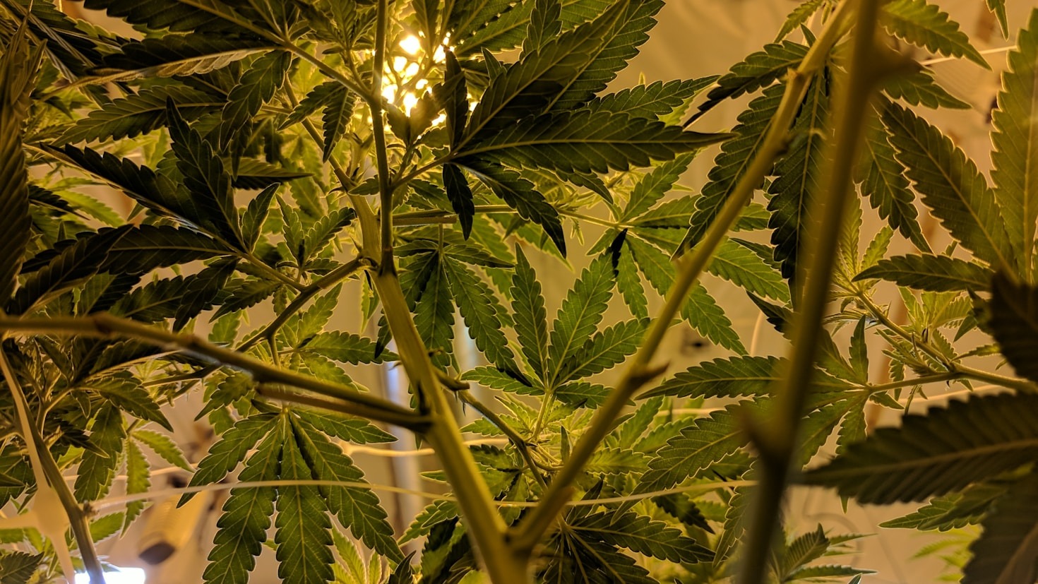 Tips for Maintaining Pest-Free Cannabis Clones