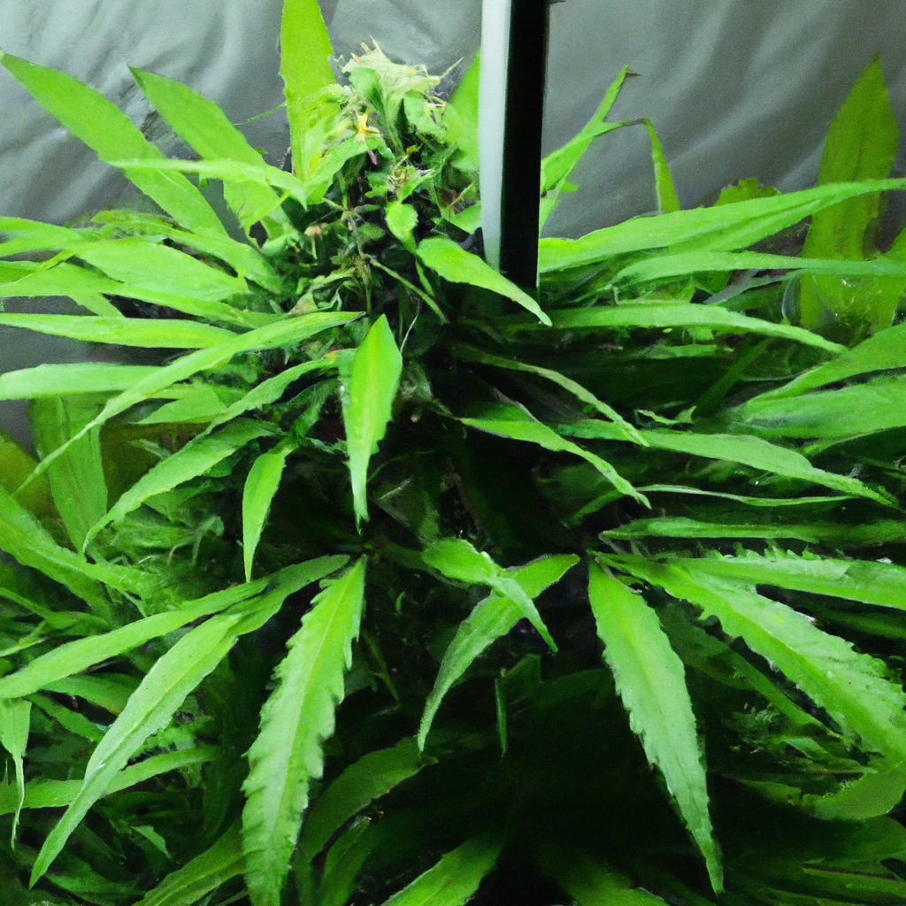 Secrets to Strong Cannabis Stems: Building a Resilient Structure