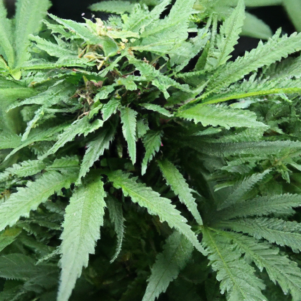 Maximizing Cannabis Growth: Companion Plant Advantages