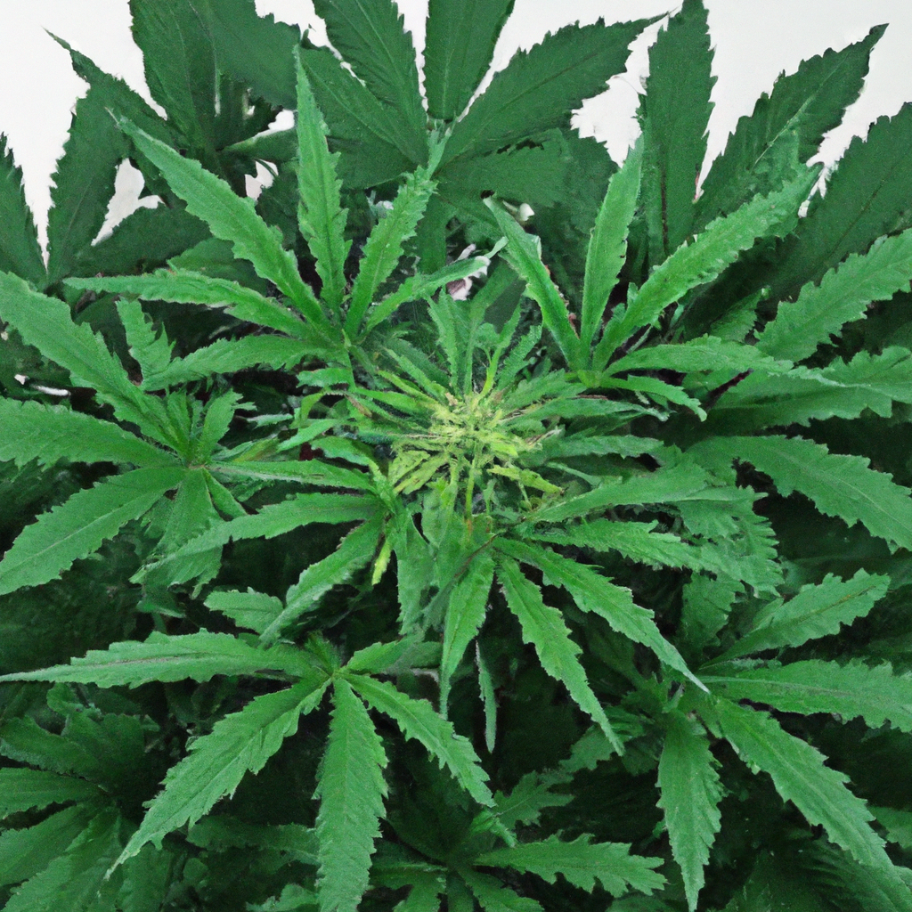 Maximize Cannabis Growth with Strategic Nutrient Timing